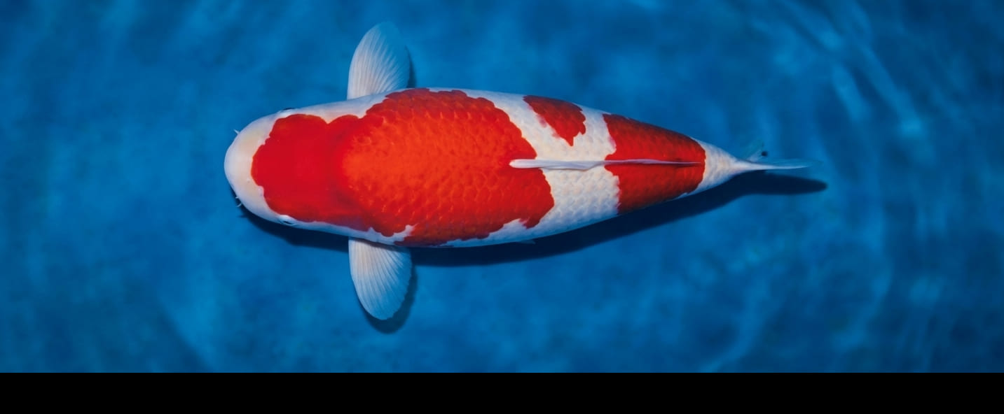 Koi