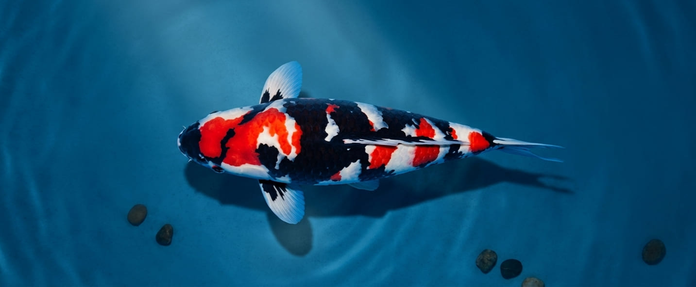Koi
