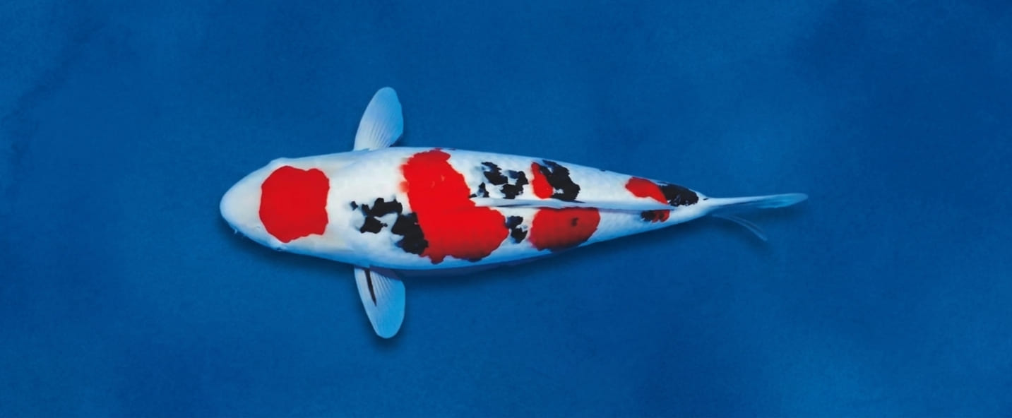 Koi