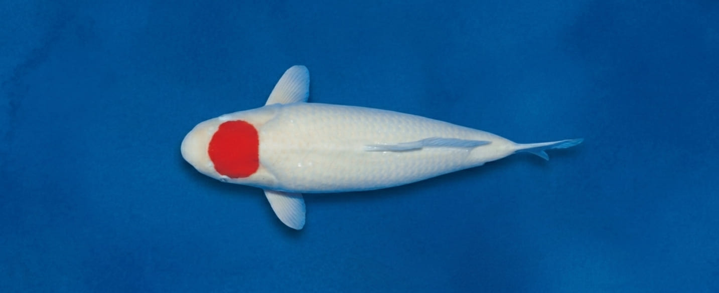 Koi