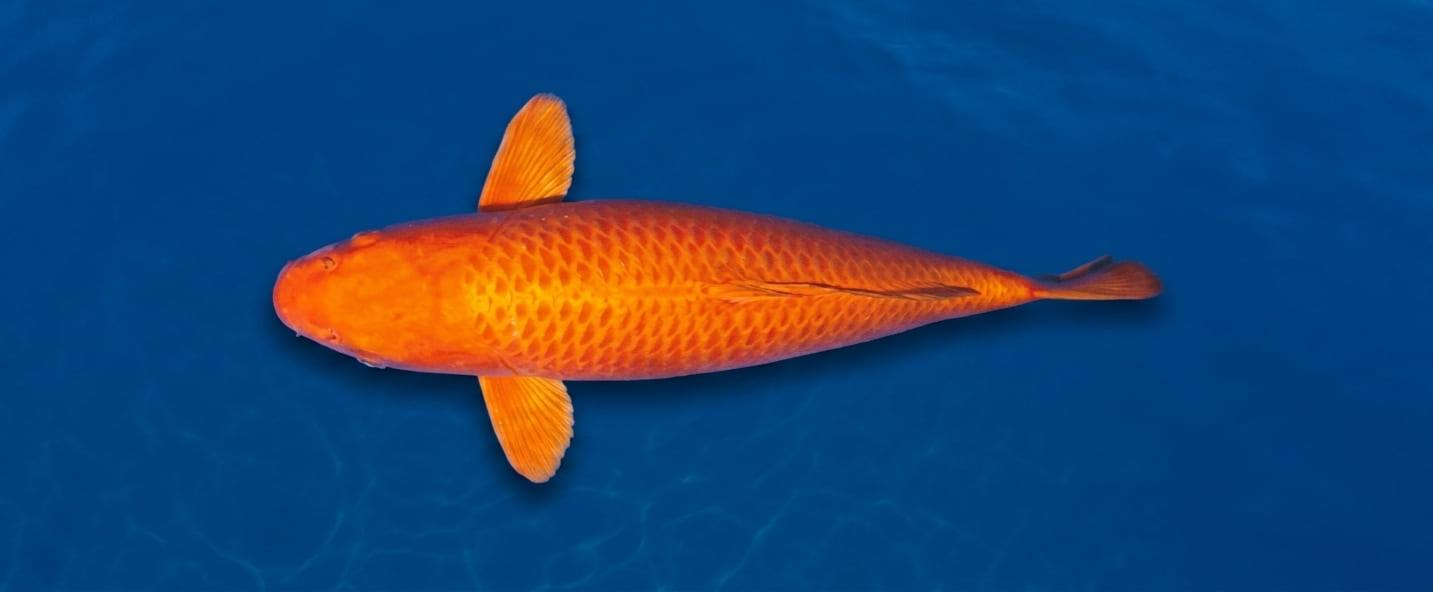 Koi
