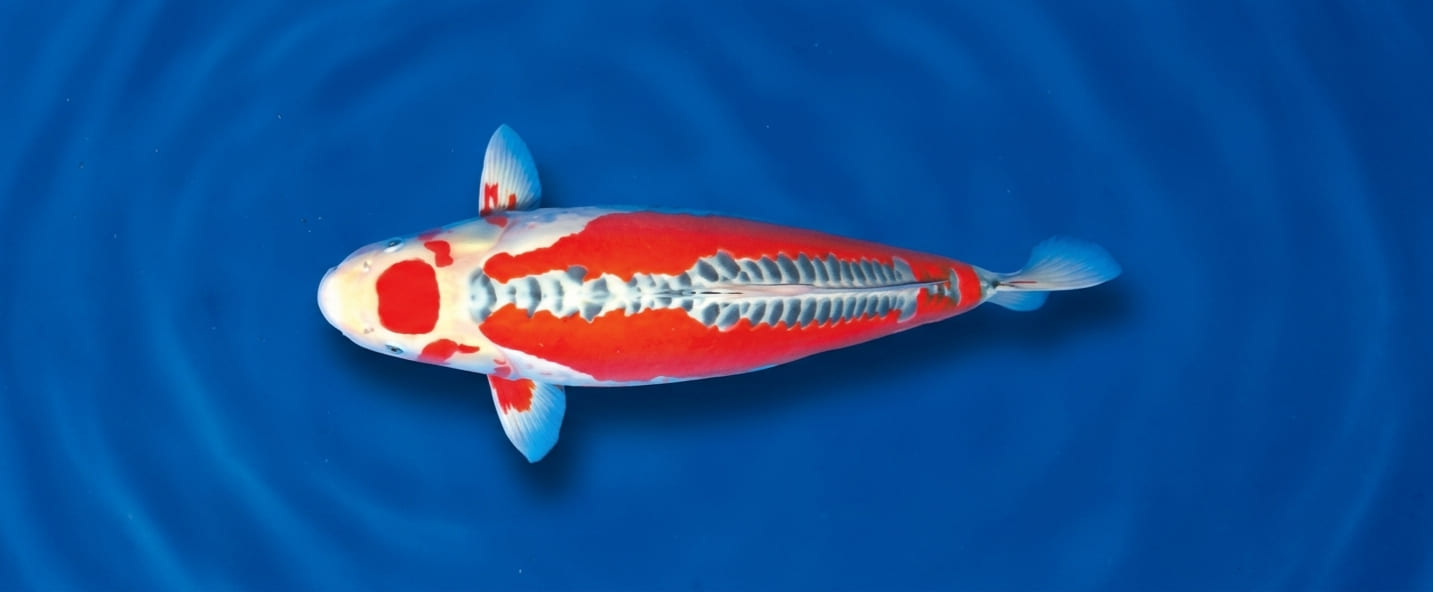 Koi