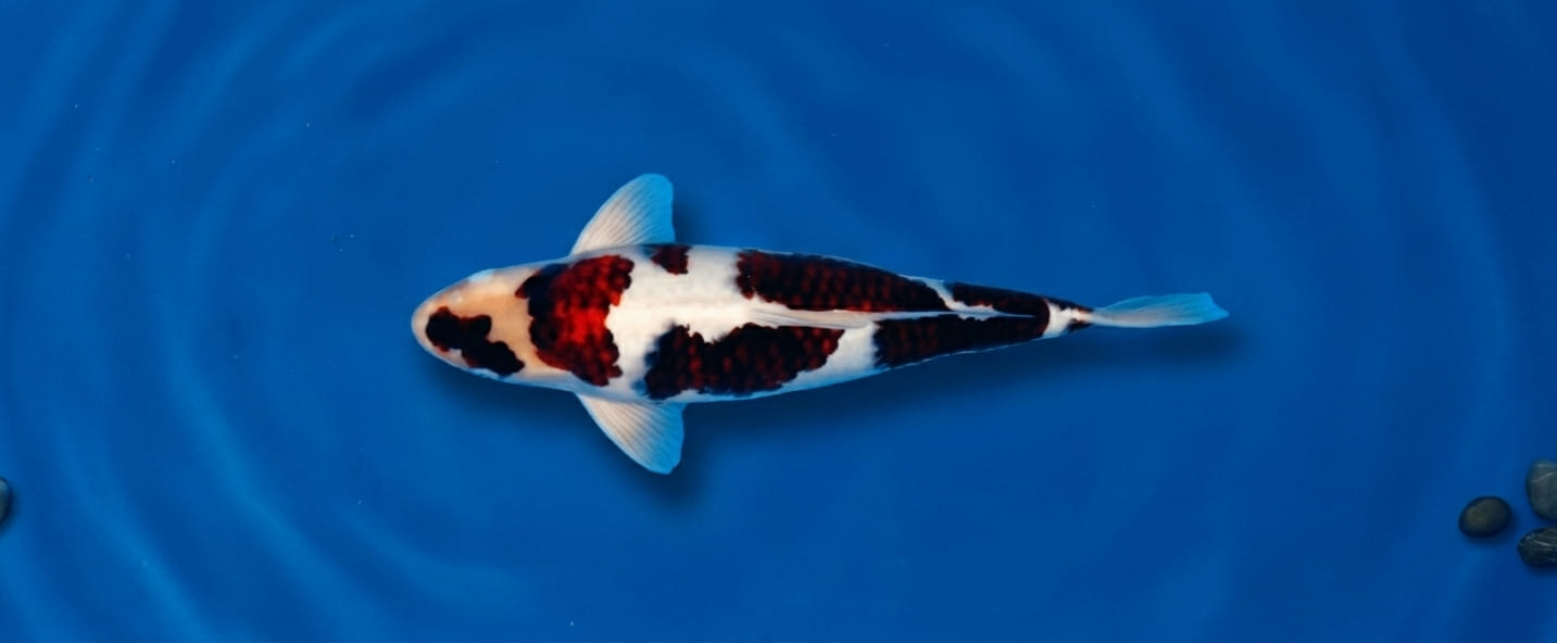 Koi