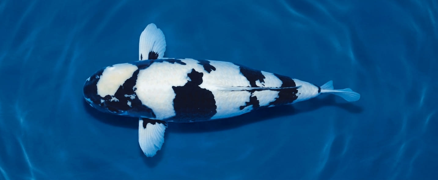 Koi