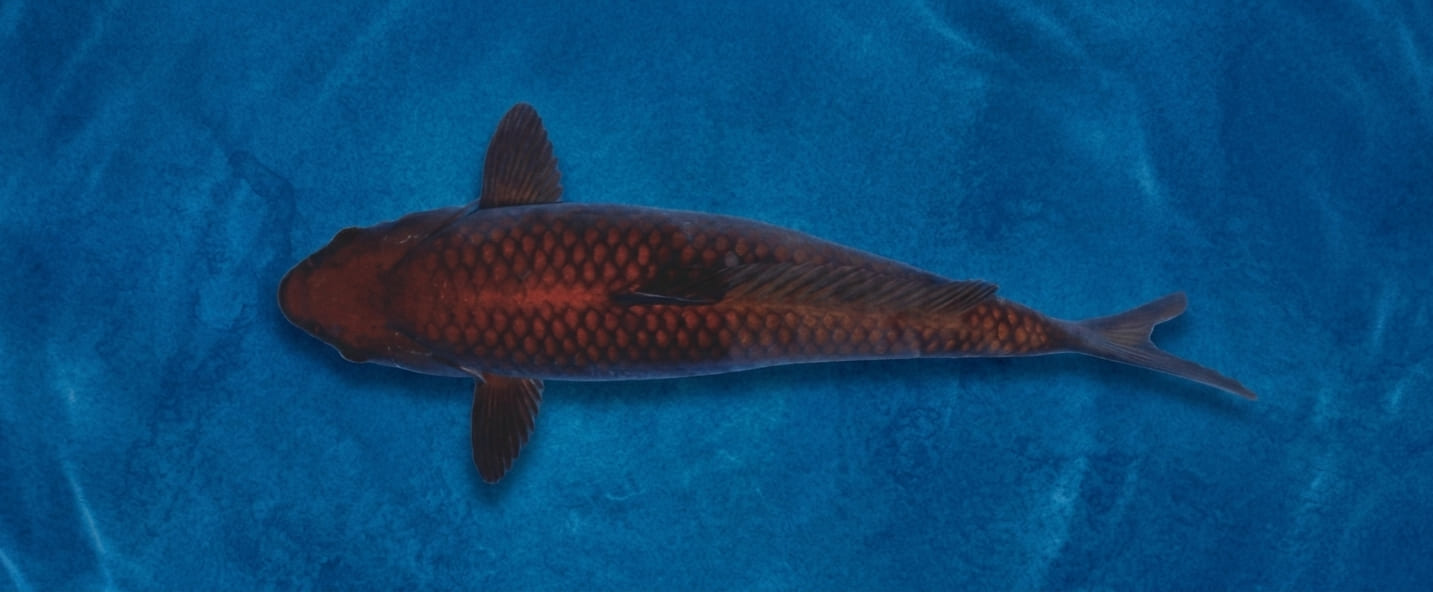 Koi